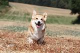 CORGI PEMBROKE 238